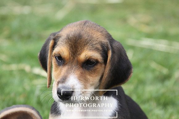 Hurworth Hound Pups 095