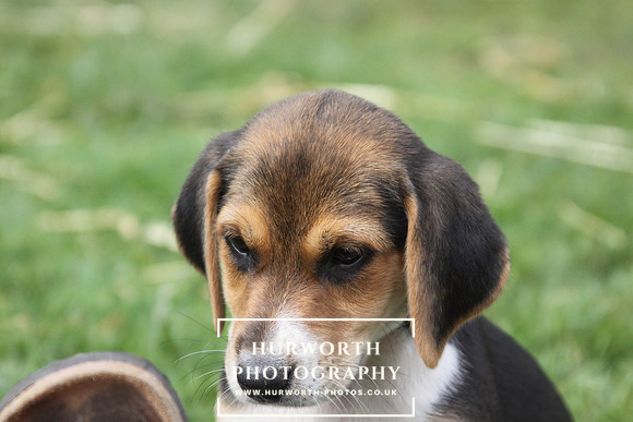 Hurworth Hound Pups 096