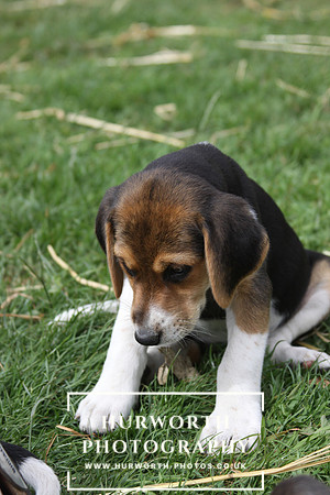 Hurworth Hound Pups 097