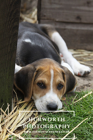 Hurworth Hound Pups 098
