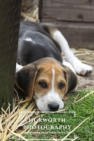 Hurworth Hound Pups 099