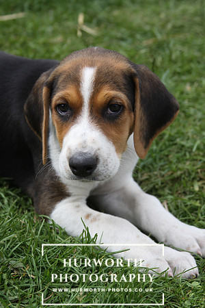 Hurworth Hound Pups 100