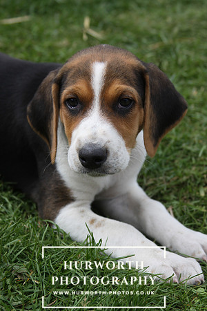 Hurworth Hound Pups 101
