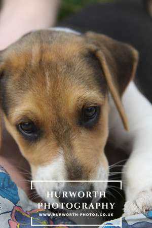 Hurworth Hound Pups 102