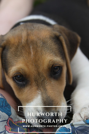 Hurworth Hound Pups 103