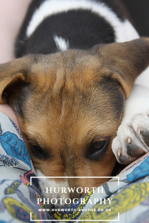 Hurworth Hound Pups 104