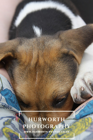 Hurworth Hound Pups 105