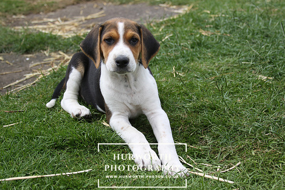 Hurworth Hound Pups 106