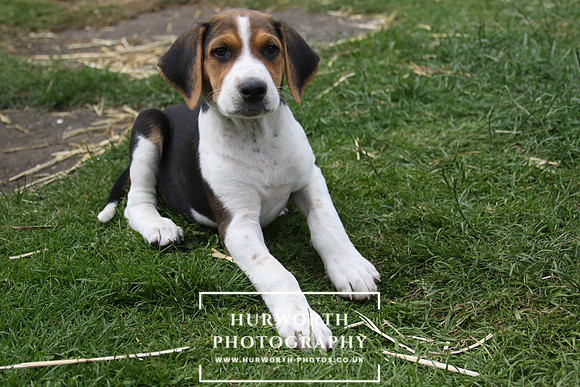 Hurworth Hound Pups 107