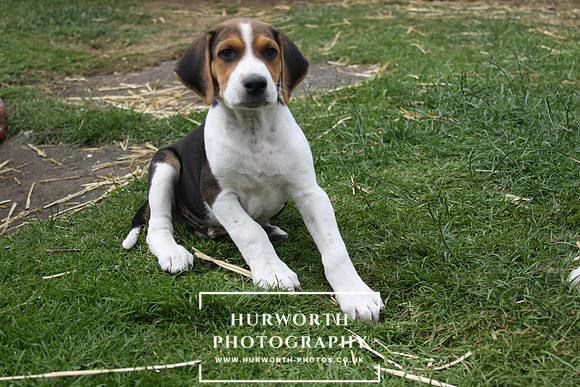 Hurworth Hound Pups 108