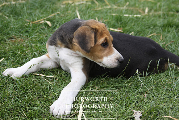 Hurworth Hound Pups 109