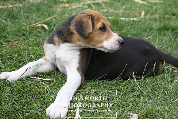 Hurworth Hound Pups 110