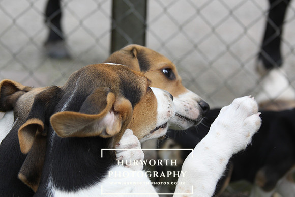 Hurworth Hound Pups 111
