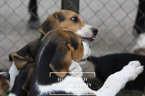 Hurworth Hound Pups 112