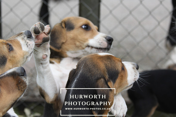 Hurworth Hound Pups 113