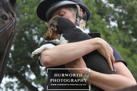 Hurworth Hound Pups 114