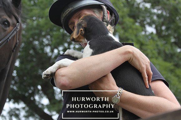 Hurworth Hound Pups 115