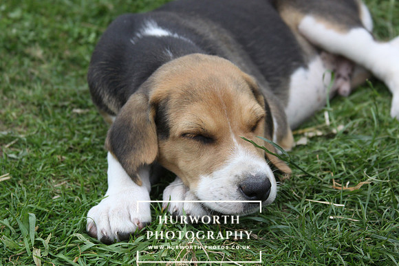 Hurworth Hound Pups 118