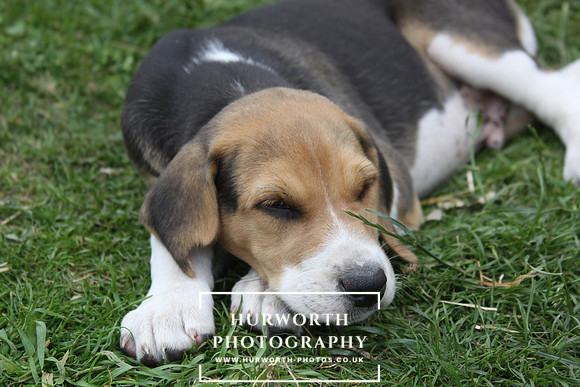 Hurworth Hound Pups 119