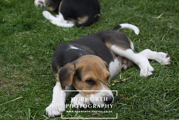 Hurworth Hound Pups 120