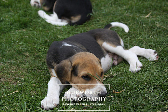 Hurworth Hound Pups 121