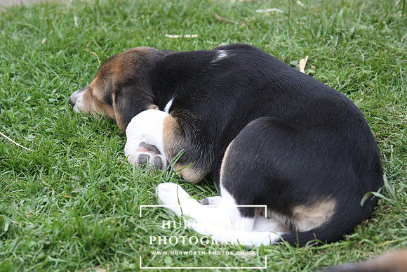 Hurworth Hound Pups 122