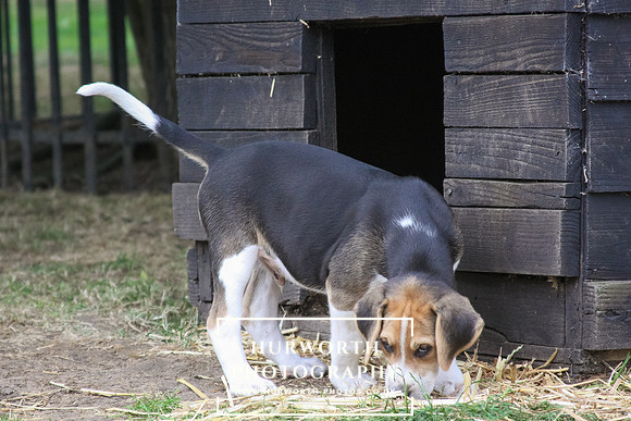 Hurworth Hound Pups 123