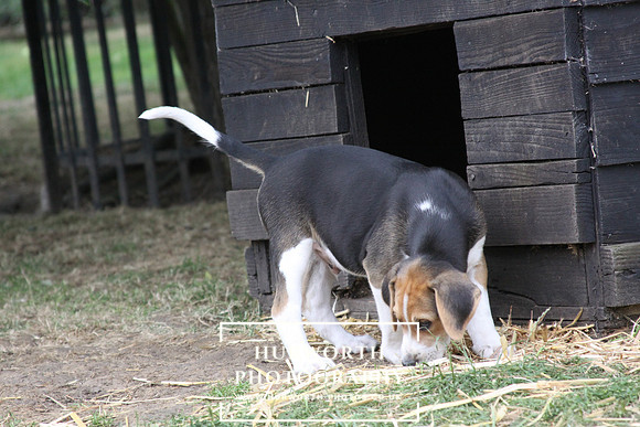 Hurworth Hound Pups 124