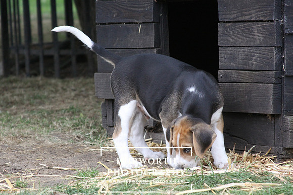 Hurworth Hound Pups 125