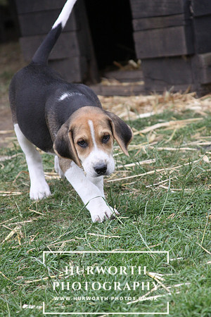 Hurworth Hound Pups 126