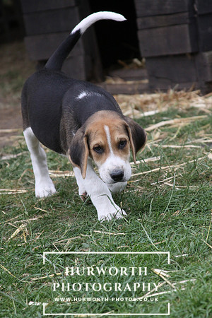 Hurworth Hound Pups 127