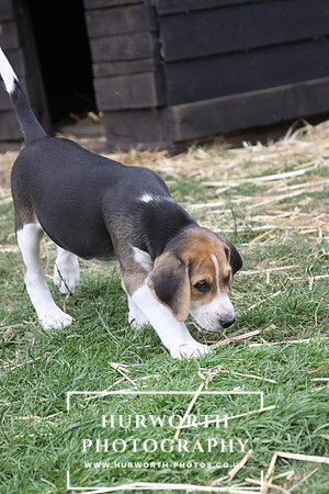 Hurworth Hound Pups 128