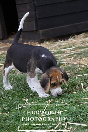 Hurworth Hound Pups 129