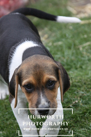 Hurworth Hound Pups 130