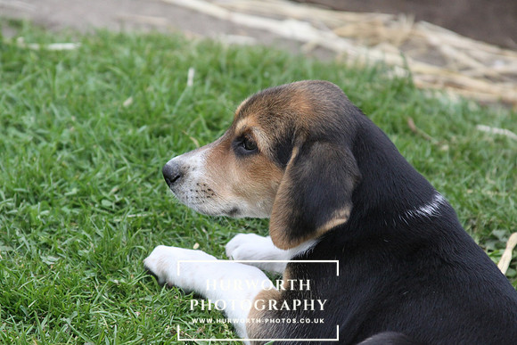 Hurworth Hound Pups 131
