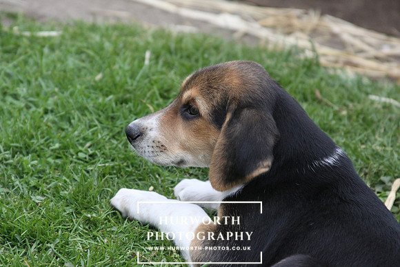 Hurworth Hound Pups 132