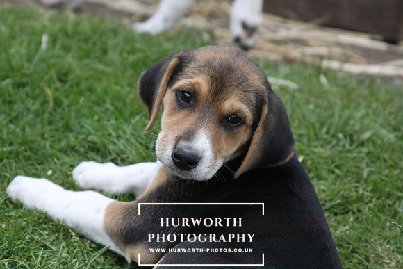 Hurworth Hound Pups 133