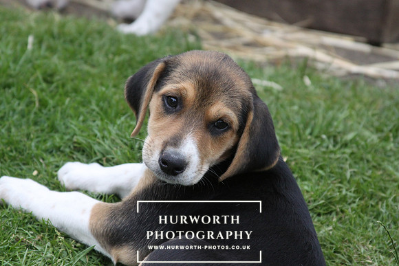 Hurworth Hound Pups 134