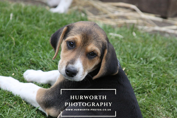 Hurworth Hound Pups 135