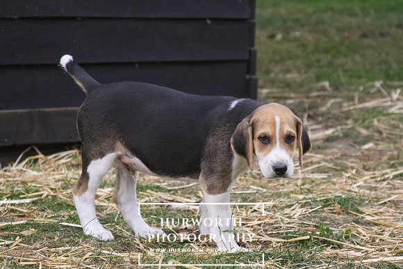 Hurworth Hound Pups 137