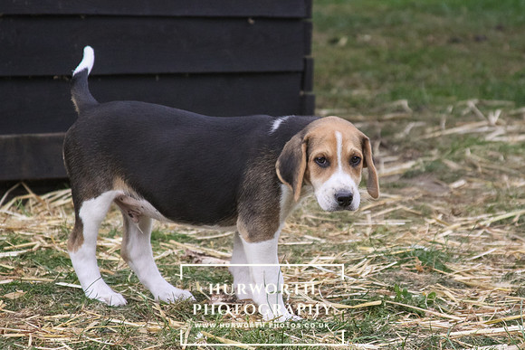 Hurworth Hound Pups 136