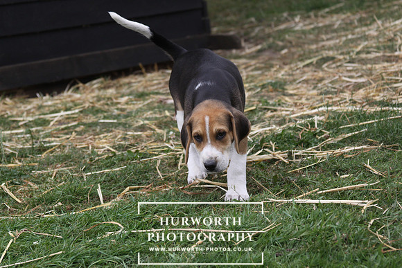 Hurworth Hound Pups 138