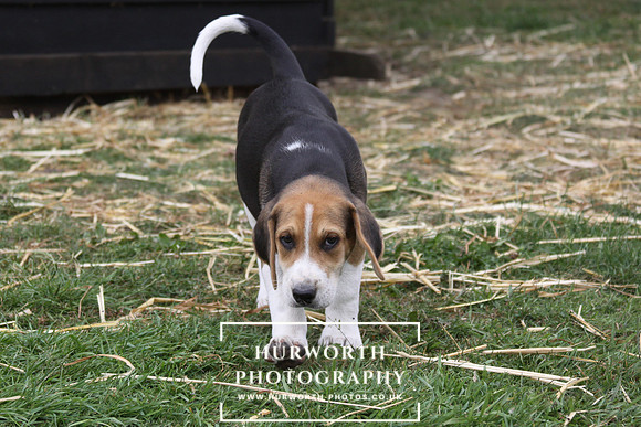 Hurworth Hound Pups 139