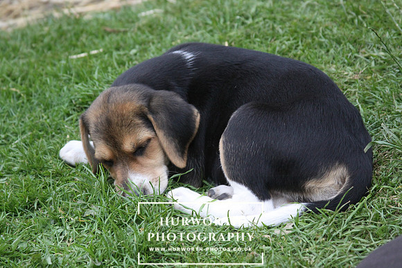 Hurworth Hound Pups 140