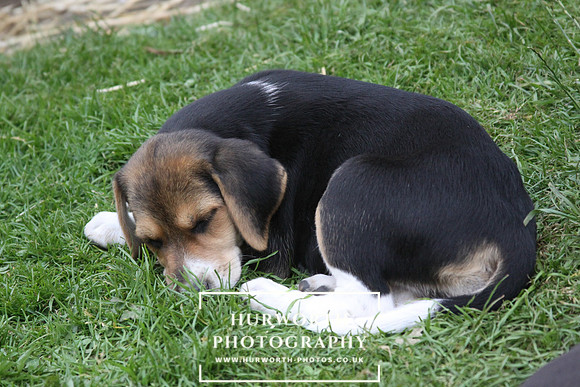 Hurworth Hound Pups 141