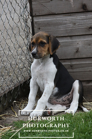Hurworth Hound Pups 142