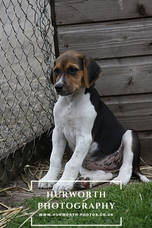 Hurworth Hound Pups 143