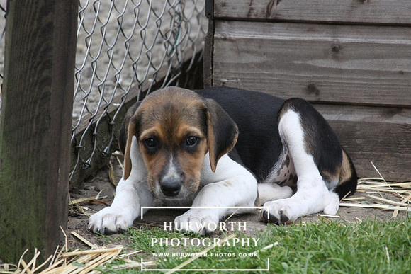 Hurworth Hound Pups 144