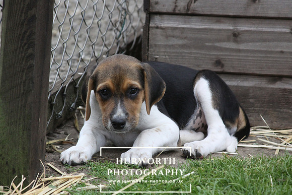 Hurworth Hound Pups 145