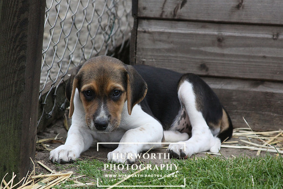 Hurworth Hound Pups 146